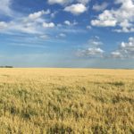 In June, Richardson International told oat growers on its customer list, that it will no longer purchase oats if they have been treated with a pre-harvest desiccant.
| File photo
