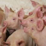 Farmers who rely upon more than hog production to pay their bills can dilute hog losses with crop gains, if they have a good crop or good crop prices. But for the family hog operation that stands alone, times are dire. | File photo