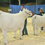 Dennis Serhienko, seen here in the ring at Canadian Western Agribition 10 years ago, says the cattle show provides exposure to international customers that can’t be achieved any other way. | File photo