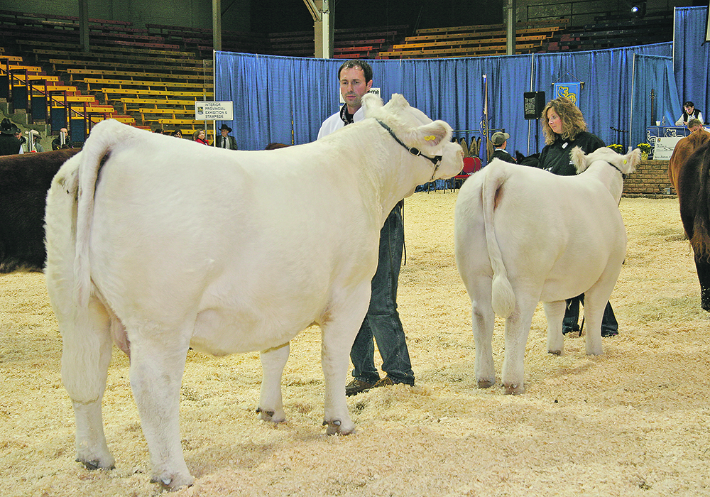 Dennis Serhienko, seen here in the ring at Canadian Western Agribition 10 years ago, says the cattle show provides exposure to international customers that can’t be achieved any other way.  |  File photo