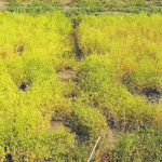 As the crop matures and grain moisture reaches 30 percent, 80 percent of the plant is yellow to brown and pods will rattle when shaken. Seeds from the top third of the plant are fully-formed and firm, while seeds from the bottom third are hard and tan to brown. | SaskPulse photo