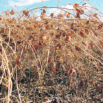 Ensuring that chemical desiccants make it all the way through the canopy and do the job requires the right conditions and enough water to carry the active ingredient where it needs to go. | File photo