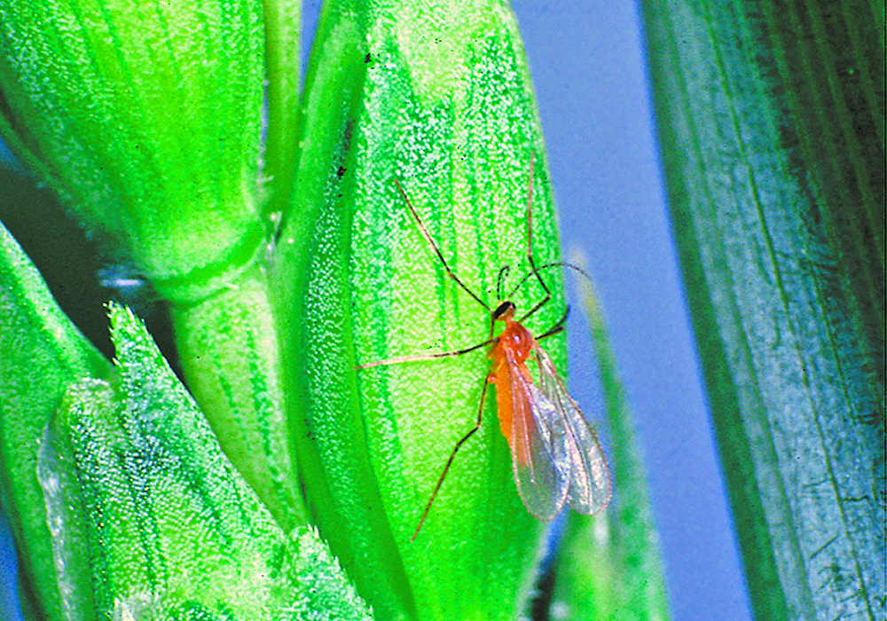 Wheat midge adults are tiny orange-coloured flying insects that are typically observed at dusk under calm conditions.  | File photo
