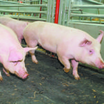 George Matheson pegs the cost of production at $185 per pig. Now, many hog farmers in Western Canada are receiving about $135 per pig. That’s a loss of $50 per animal and there’s little indication that things will get better.
| File photo