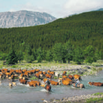 Longson ranch moved 140 cows and calves to a grazing lease near Fitzsimmons Creek in the Alberta Foothills July 9. Here, the cattle are moved across the Highwood River. | Mike Sturk photo