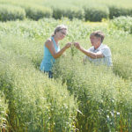 Plant breeder Jim Dyck and his wife, Laura-Lee, check a crop growing at their Oat Advantage research company. He says many oat varieties on the market have “harvest durability.” | William DeKay photo