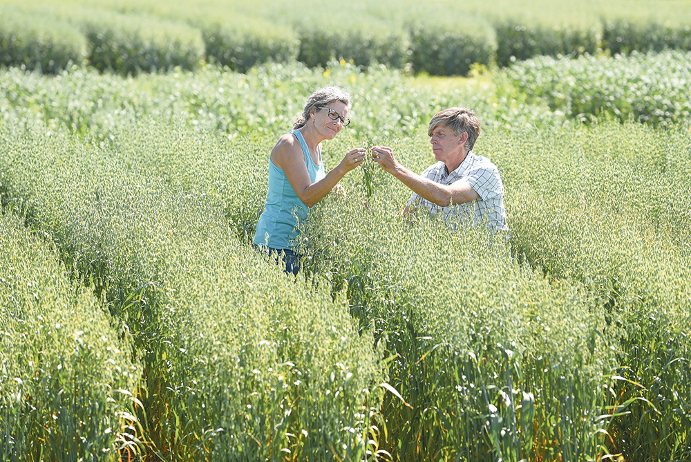 Plant breeder Jim Dyck and his wife, Laura-Lee, check a crop growing at their Oat Advantage research company. He says many oat varieties on the market have “harvest durability.”  |  William DeKay photo