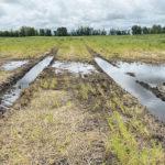 Sprayer tracks in a pea field near Smokey Lake, Alta., northeast of Edmonton show the extent of the wet conditions farmers in northern Alberta are dealing with this summer. | Brian Cross photo