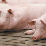 Producer groups say some packer pricing formulas integrate cut-out value into pig prices but not generally enough to accurately reflect supply and demand. | File photo