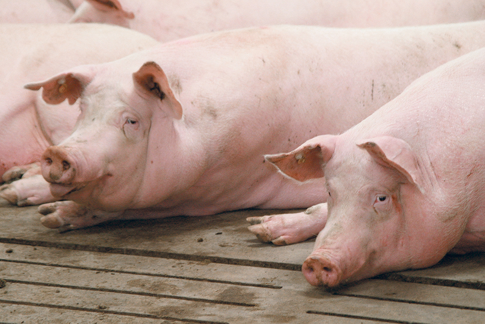 Producer groups say some packer pricing formulas integrate cut-out value into pig prices but not generally enough to accurately reflect supply and demand.  |  File photo