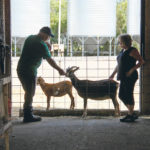 Dave and Carolyn Wild have a herd of 40 goats, which they raise for meat and as pets. | Christalee Froese photo