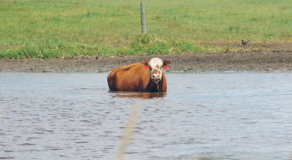 The colour of water is not a safe way to tell if it contains dangerous sulfate levels.  |  Diane Winters photo