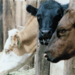 The U.S. Department of Agriculture issued a recall notice on boneless beef head meat products from the JBS Food Canada plant in Brooks, Alta. | file photo