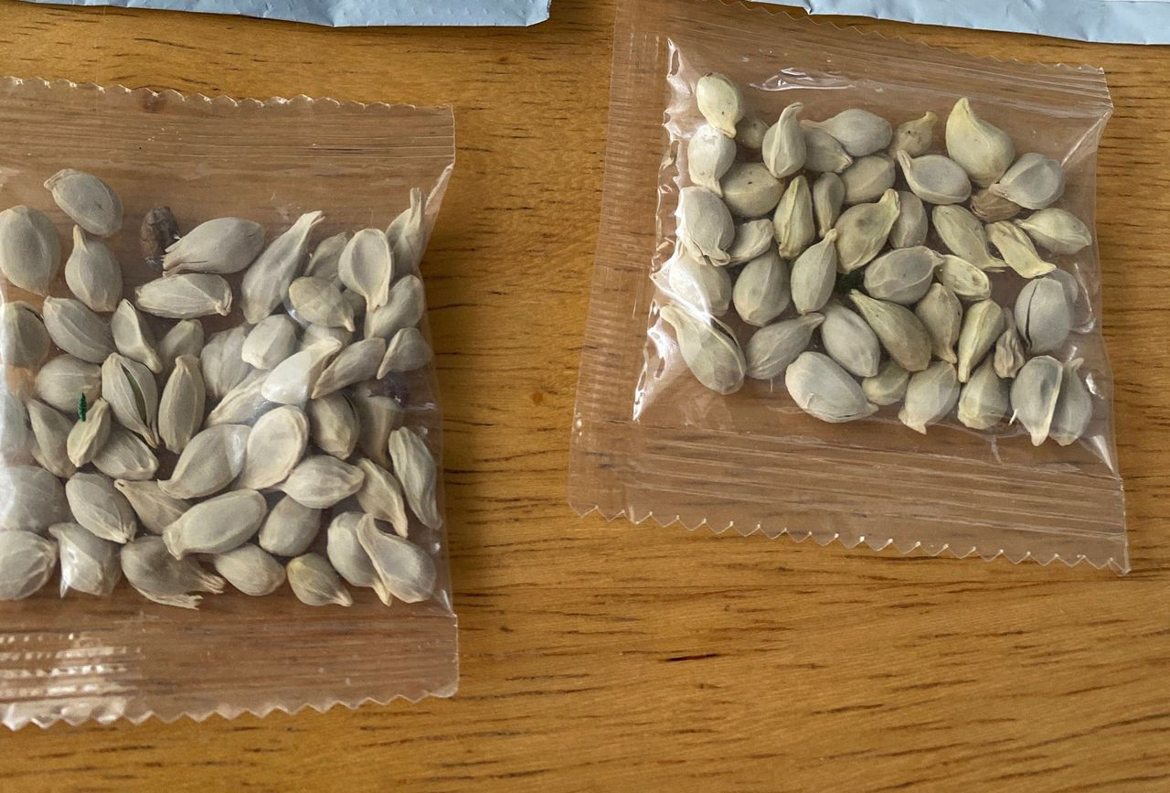 Canadian officials are continuing to investigate the origins and contents of mysterious, unsolicited seed packages that have been showing up unexpectedly in mailboxes in Canada and the U.S..| Reuters photo