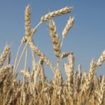 FarmLink Marketing Solutions estimated the Canadian wheat harvest including durum looks to reach nearly 39 million tonnes, surpassing the current record of 37.6 million, set in 2013. | file photo