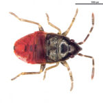 Peritrechus convivus isn’t a perennial pest but can suddenly appear in the millions and wreak havoc on crops like canola, corn, and cereals. | Agriculture Canada photo