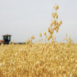 A bumper crop is expected to result in a surplus of milling quality oats because of limited markets and a large acreage that is doing well and dominates North American production and consumption. Analysts say prices will likely suffer as a result. | File photo