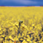 International canola values are on the rise, including the Rotterdam price, which has fully recovered from the selloff sparked by the COVID-19 pandemic, and on the Zhengzhou Commodity Exchange, where the crop recently traded at more than US$1,200 per tonne. | File photo