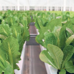 Whole Leaf has become the sole supplier of lettuce to Wendy’s Canada. | Barb Glen photo