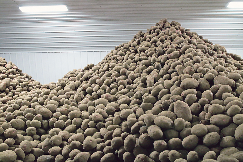 McCain wants to reduce greenhouse gas emissions from potato farming by 25 percent by 2030.  |  File photo