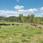 The British Columbia Cattlemen’s Association recognized the Seelhof family for its commitment to protecting waterways, maintaining grass health, sharing the landscape and preserving wildlife habitat. | Supplied photos