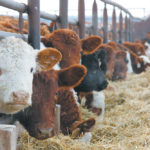Backgrounding calves in a drylot is the conventional method, but researchers are studying the feasibility of doing it in the field. | File photo
