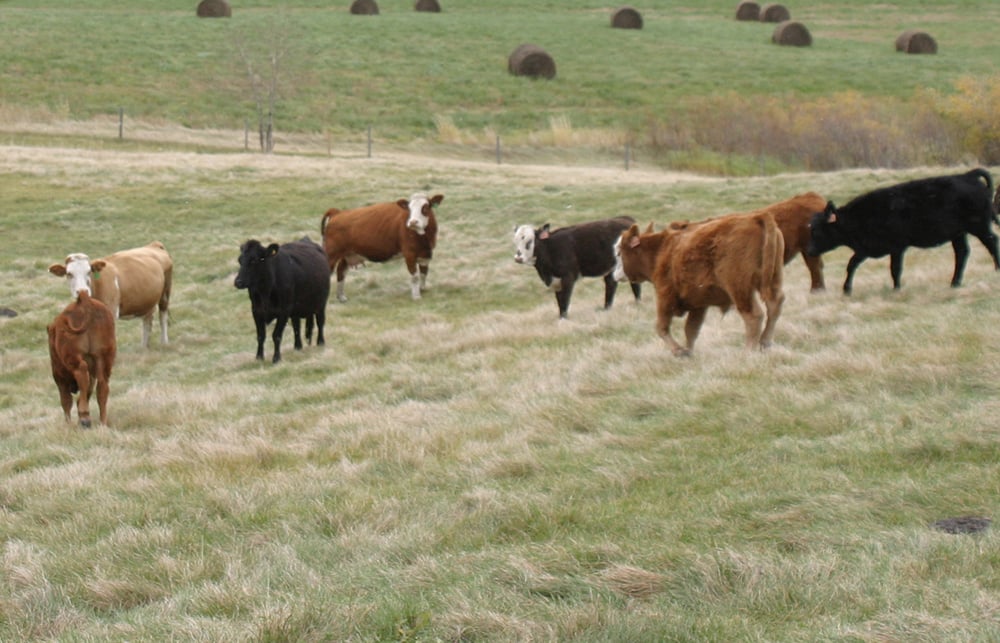 The UN tweeted that the meat industry was responsible for more greenhouse gas emissions than the world’s biggest oil companies, but then later deleted the tweet. | file photo