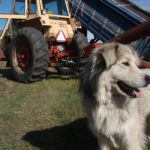 Dogs are at highest risk in the fall, winter and spring when antifreeze is added and flushed from equipment for the cold seasons. | File photo