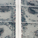 Compacted concrete makes for an improved feedlot experience. | Barb Glen photo
