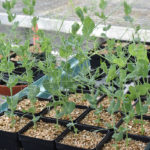 Everything a plant needs to grow must pass through its cell membranes. To do that, it must pass through a sieve of microscopic pores called aquaporins. | File photo