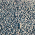 The path to saline soils - There many reasons for salinity, just like there are several paths to overcoming it. In some cases producers should consider pulling the land out of crop production and planting salt tolerant forages, improving field margins and potentially the land itself. | Mike Raine photo