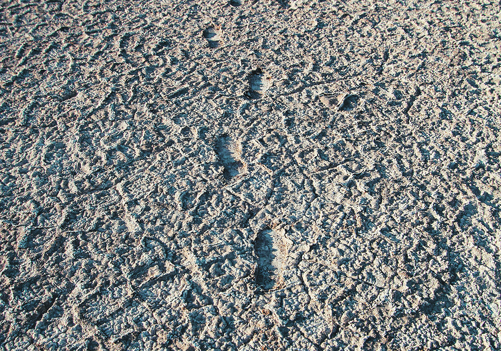 The path to saline soils - There many reasons for salinity, just like there are several paths to overcoming it. In some cases producers should consider pulling the land out of crop production and planting salt tolerant forages, improving field margins and potentially the land itself.  |  Mike Raine photo