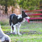 Not every dog is cut out to handle stock, says stock dog trainer Jared Epp. The dog has to have enough presence that stock choose to yield to it. And it must have enough confidence to deal with livestock that occasionally challenge it. | Getty Images