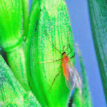 Alberta's insect pest monitoring network is looking for wheat fields in which to survey wheat midge and wheat stem sawfly. | File photo