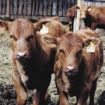 Outbreaks of respiratory disease in young nursing calves can be hard to investigate and are difficult for beef producers to deal with. | File photo