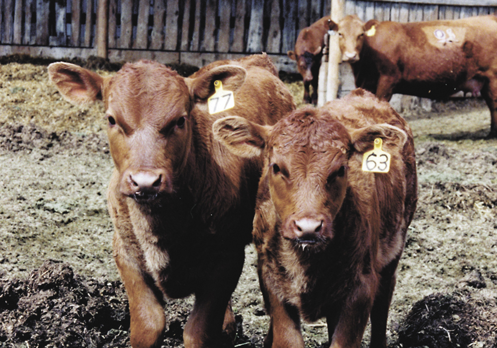 Outbreaks of respiratory disease in young nursing calves can be hard to investigate and are difficult for beef producers to deal with. | File photo