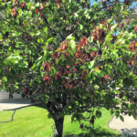 Bronze leaf disease usually appears in late July and early August, affecting aspen and poplar trees. | Toso Bozic photo