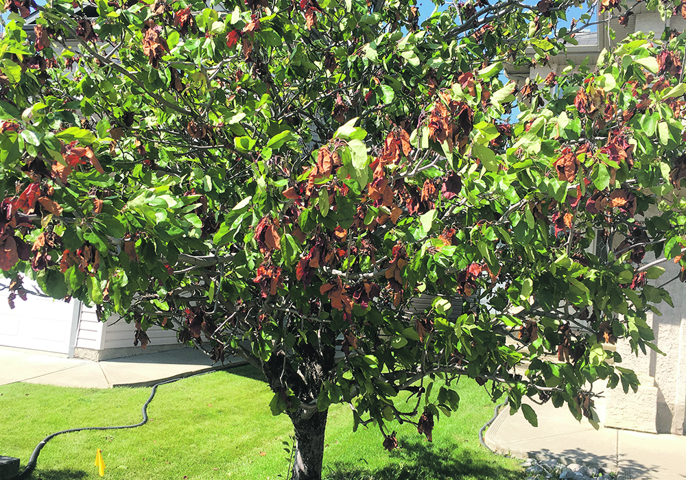 Bronze leaf disease usually appears in late July and early August, affecting aspen and poplar trees.  |  Toso Bozic photo