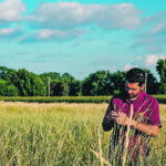 University of Minnesota Kernza researcher Prabin Bajgain evaluates intermediate wheatgrass in selection nursery at St. Paul, Minn., ahead of harvest. | Prabin Bajgain photo