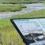 The Milk River is home to several endangered fish species. The watershed authority is monitoring low water conditions in the river and asking people to report any fish stranding. | Barb Glen photo