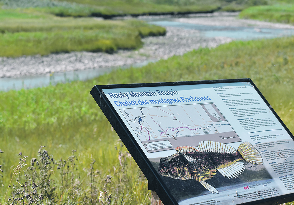 The Milk River is home to several endangered fish species. The watershed authority is monitoring low water conditions in the river and asking people to report any fish stranding. | Barb Glen photo