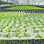Fresh Flavour Farms produces a variety of hydroponically grown vegetables. | Barb Glen photo