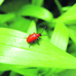 The red lily beetle is ketchup red and not an insect you want to find in your lily patch. The voracious pest devours leaves and seriously damages the plants. | University of Saskatchewan photo