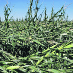 Corn in central Iowa flattened by the derecho storm. | USDA/Jeremy Davis photo