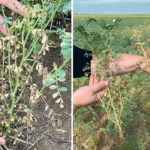 A mysterious disease is plaguing chickpea crops in southern Sask. again. Blighted and diminished plants are being found. | SaskPulse photos