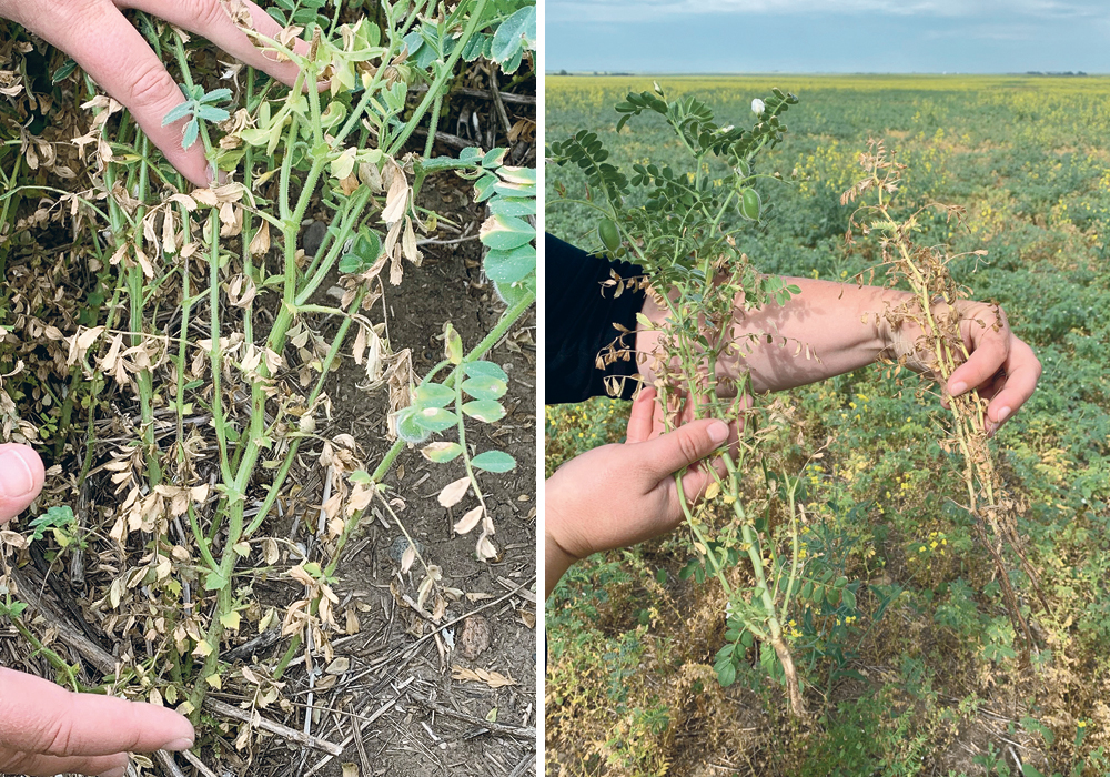 A mysterious disease is plaguing chickpea crops in southern Sask. again. Blighted and diminished plants are being found.  |  SaskPulse photos