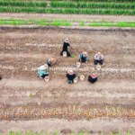 Hutterite boys collect garlic seed in the colony garden in preparation for next year’s crop. | Mike Sturk photo