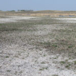 Continuing to crop those saline patches the same way year after year and expecting a different outcome is an approach that clearly hasn’t been working well. | Thom Weir photo
