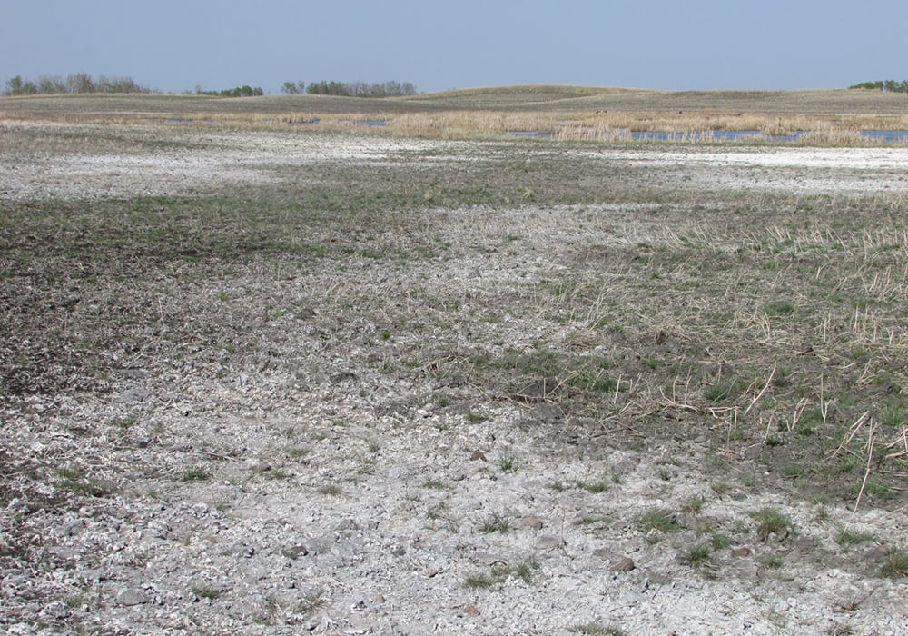 Continuing to crop those saline patches the same way year after year and expecting a different outcome is an approach that clearly hasn’t been working well. |  Thom Weir photo