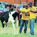 Livestock judges discuss their opinions on this Holstein heifer in the show ring. The country’s prime minister was seated in the stands during the livestock show in Bridgetown. | Duane McCartney photo